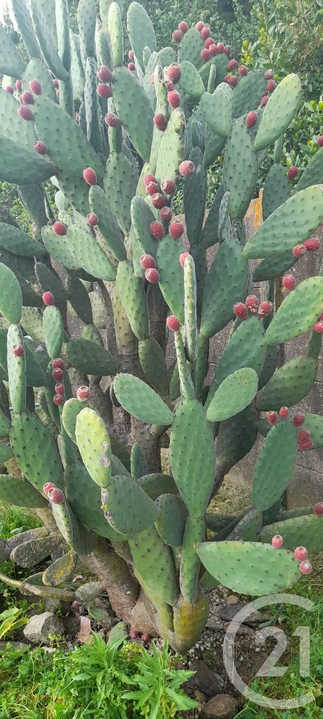 maison à vendre - 7 pièces - 142.0 m2 - ST MICHEL EN L HERM - 85 - PAYS-DE-LOIRE - Century 21 Solution Immobilière